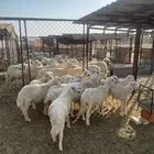 صفر نجران العدد 14