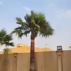 نخل واشنطني