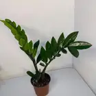 نبات داخلي الزاميا