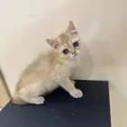 قطه سكوتش بريتش
