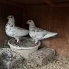 جوز زاجل