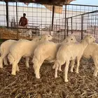 بهم حريات طيب للبيع
