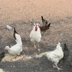 دجاجه بولش و ديك براهما