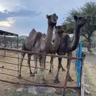 3 خلفات معها قعودين وبكره