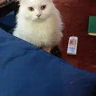 قط شيرازي أمريكي