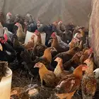 ديوك ودجاج بلدي الأعمار ثلاثة شهور العدد400