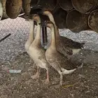 وز عراقي
