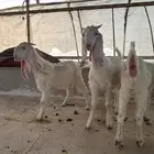 جفار مطورات طيبه بالحيل