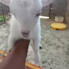 ماعز قزم تيس صغير