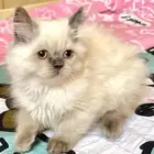 قطة هملايا عمره 3 شهور