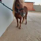 سيسي مذهب