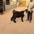 تيوس مشروع فحل