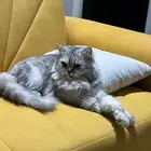 قطة للتبني المؤقت للسفر
