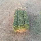 برسيم صافي فل ورق