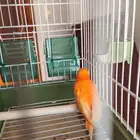 للبيع ذكر كناري