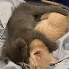قطط لتبني