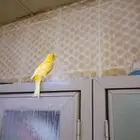 كناري ذكر