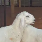 مشاريع فحول حري