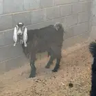 تيوس بلديه بريه للبيع