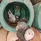 جوز الذكر تيدي الانثئ رام بوري