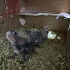 كروان هولندي