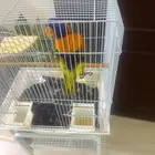 السلام عليكم للبيع طير لوري