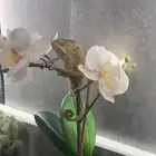 حرباء اليفه للبيع