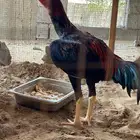 ديك سندي عمره عشره شهور