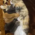 قطط تبني