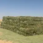 برسيم صافي جديد بأيدي سعوديه مكتمل الانبات