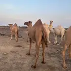 للبيع ابل عددها 13 فيها 12 لقحه