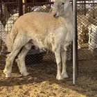 فحل صنف مشروط