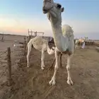 عشرا وضحااء كفو وتحتها بكرة كفو