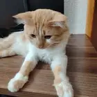 قطط للتبني