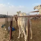 قعود اوضح طيب للبيع