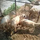 فران ورخل للبيع