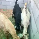 تيوس عارضية للبيع