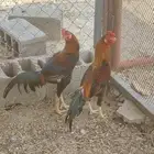 4 ديكه