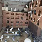 حمام بلدي وفي غريب