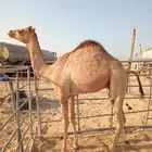 قعود للبيع بالجبيل4600
