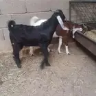 تم البيع تم البيع تم البيع تيوس للبيع