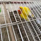 طيور الروز للبيع