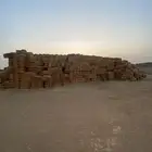 علف ذره جيزانيه حمراء