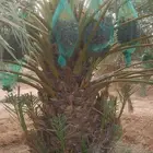 خلاص