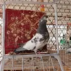 جوز بكستاني تيدي تحت بيض