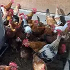 ديوك بلدي عمر 6 اشهر اعدد 150 من 15