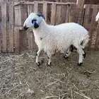 خروف وتيس ونعجه