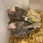 فروخ كروان هولندي وروز