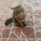 قط شيرازي انثى للبيع وهادئة جدا