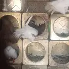 للبيع
